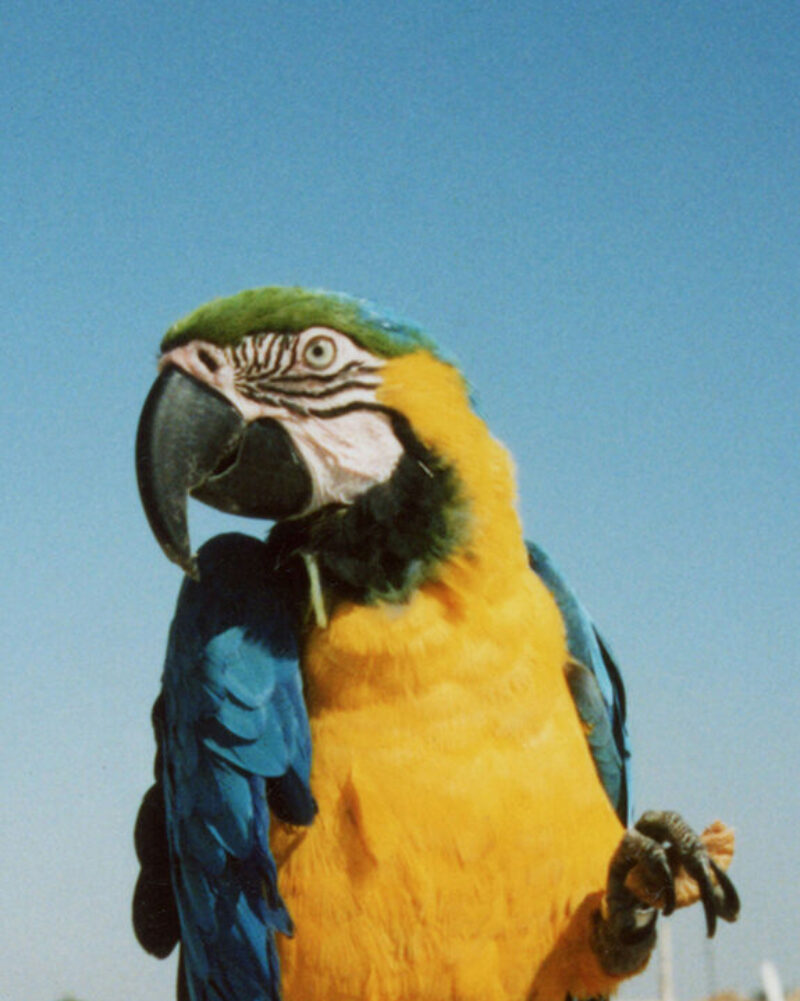 Le perroquet de mon père