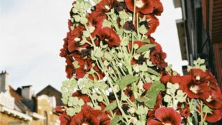 Roses indociles