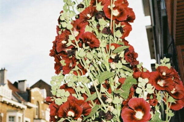 Roses indociles